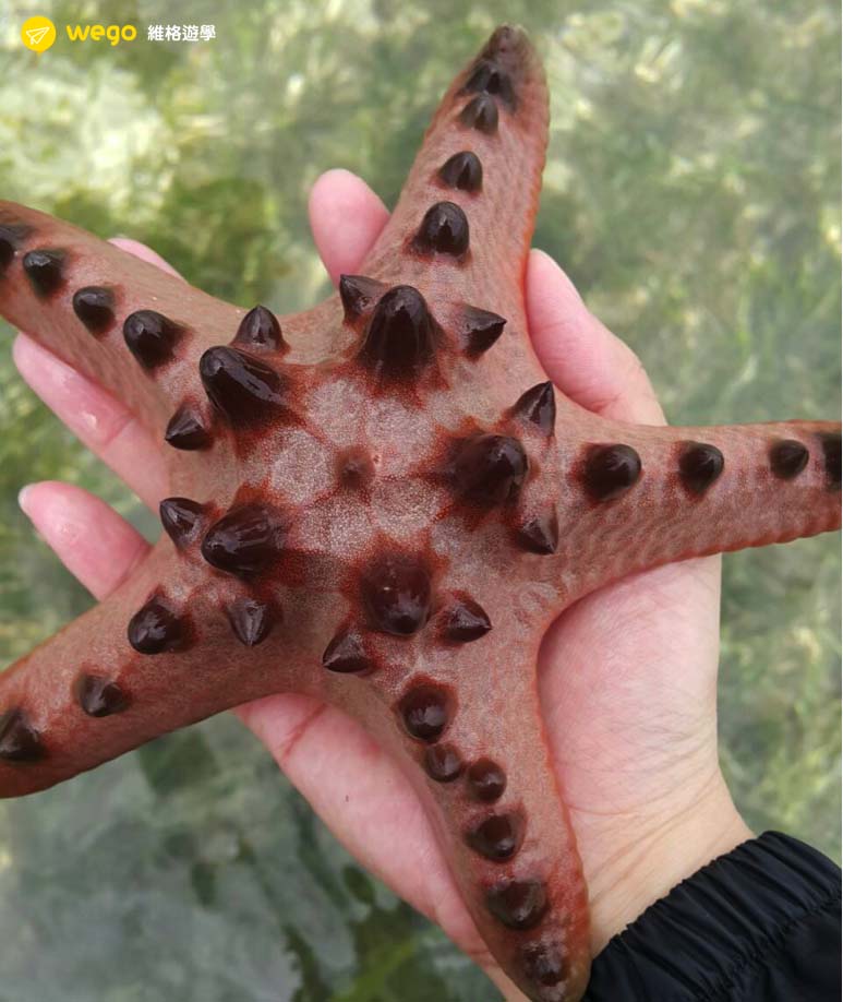 ELSA學員心得 Elsa語言學校 菲律賓遊學心得