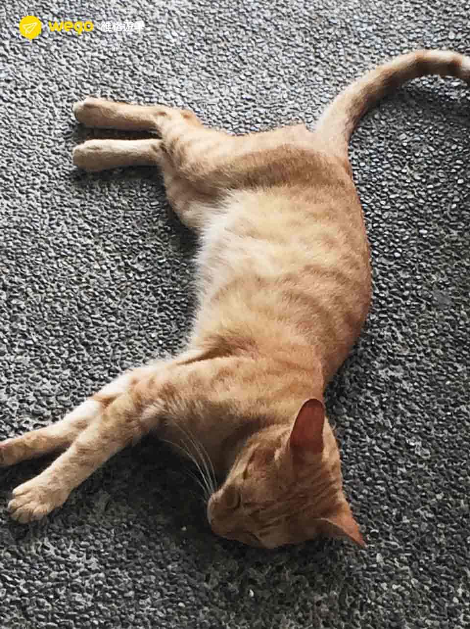 菲律賓ELSA 不一樣的人生體驗 ELSA語言學校 雅菁