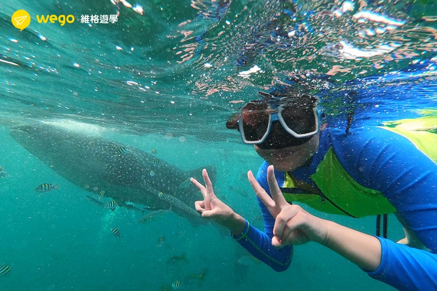 CELLA菲律賓語言學校 -學習心得分享-浮潛看鯨鯊 CELLA 菲律賓心得 學習心得分享-學習心得分享-浮潛看鯨鯊