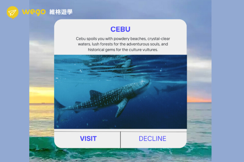 宿霧與鯨鯊共游