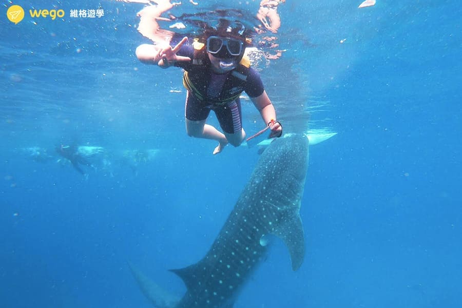 winning菲律賓語言學校-謝宛芸-跳島賞鯨鯊