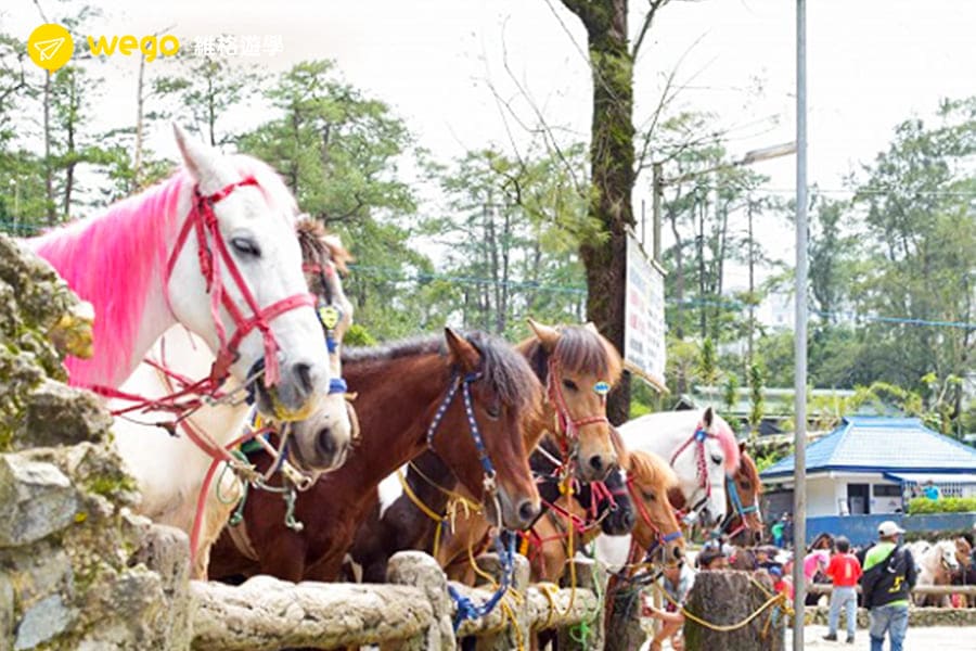 碧瑤景點-騎馬公園-wright park 碧瑤景點-騎馬公園-wright park