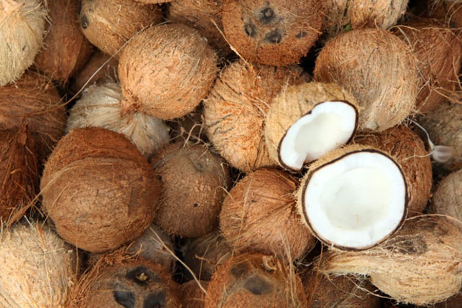 菲律賓椰子 Buko